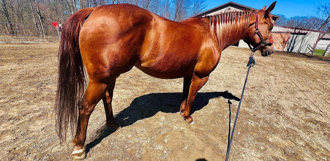 CBD for Horses: Benefits & Dosing