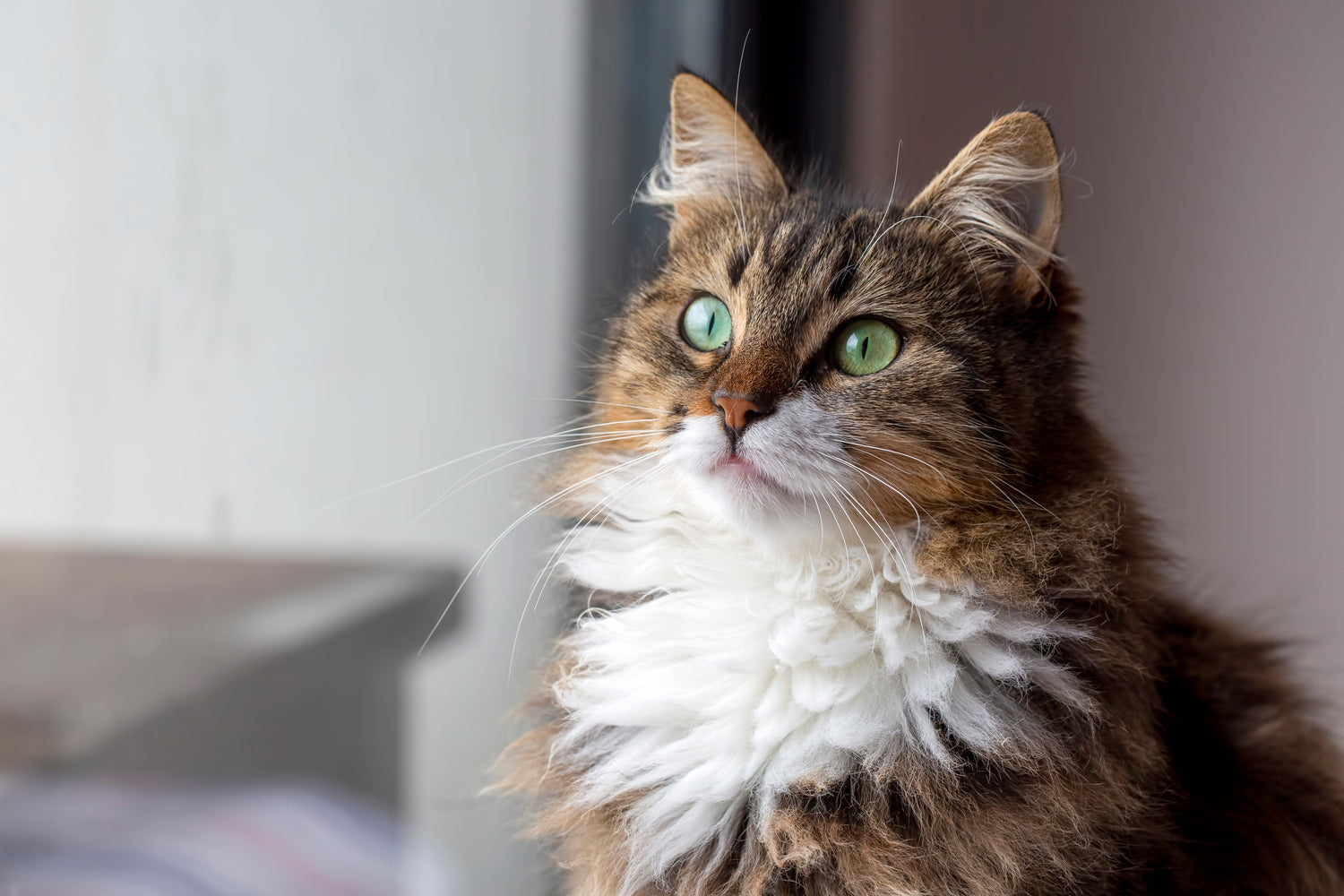 CBD for Cats