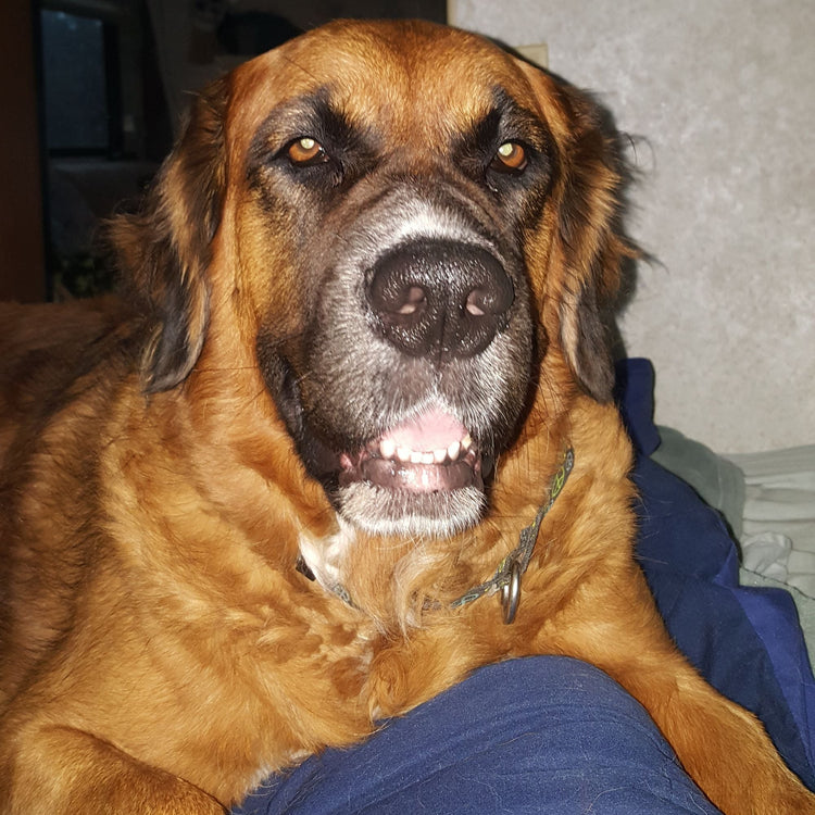 CBD for Dogs