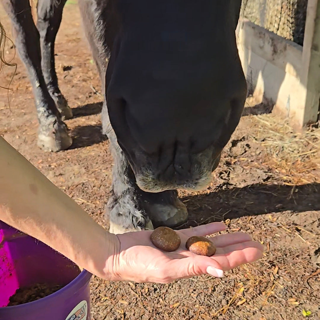Regular Blend CBD Horse Treats