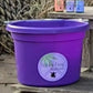 CBD Horse Bundle Pack - 1500mg - With Free 3 gallon Purple Bucket